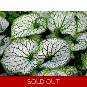 Brunnera macrophlla 'Sea Heart'